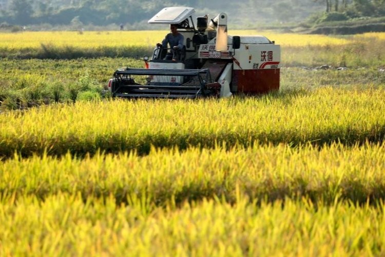 我国秋粮收获已过六成